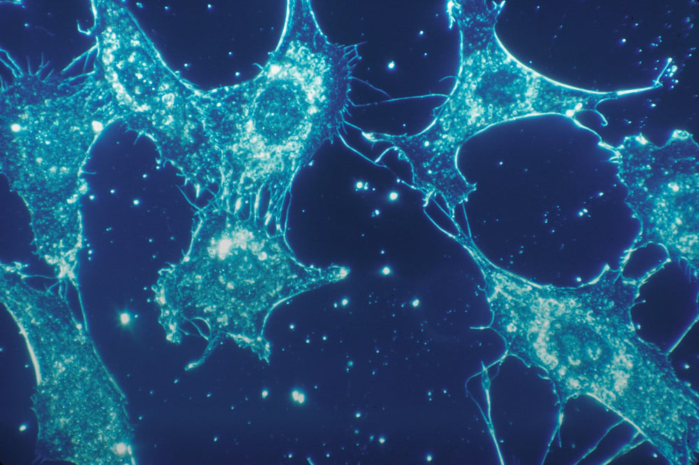 Blue-stained cells against a dark background under a microscope