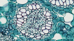 Which microscope do I need? Stereo, compound and digital explained